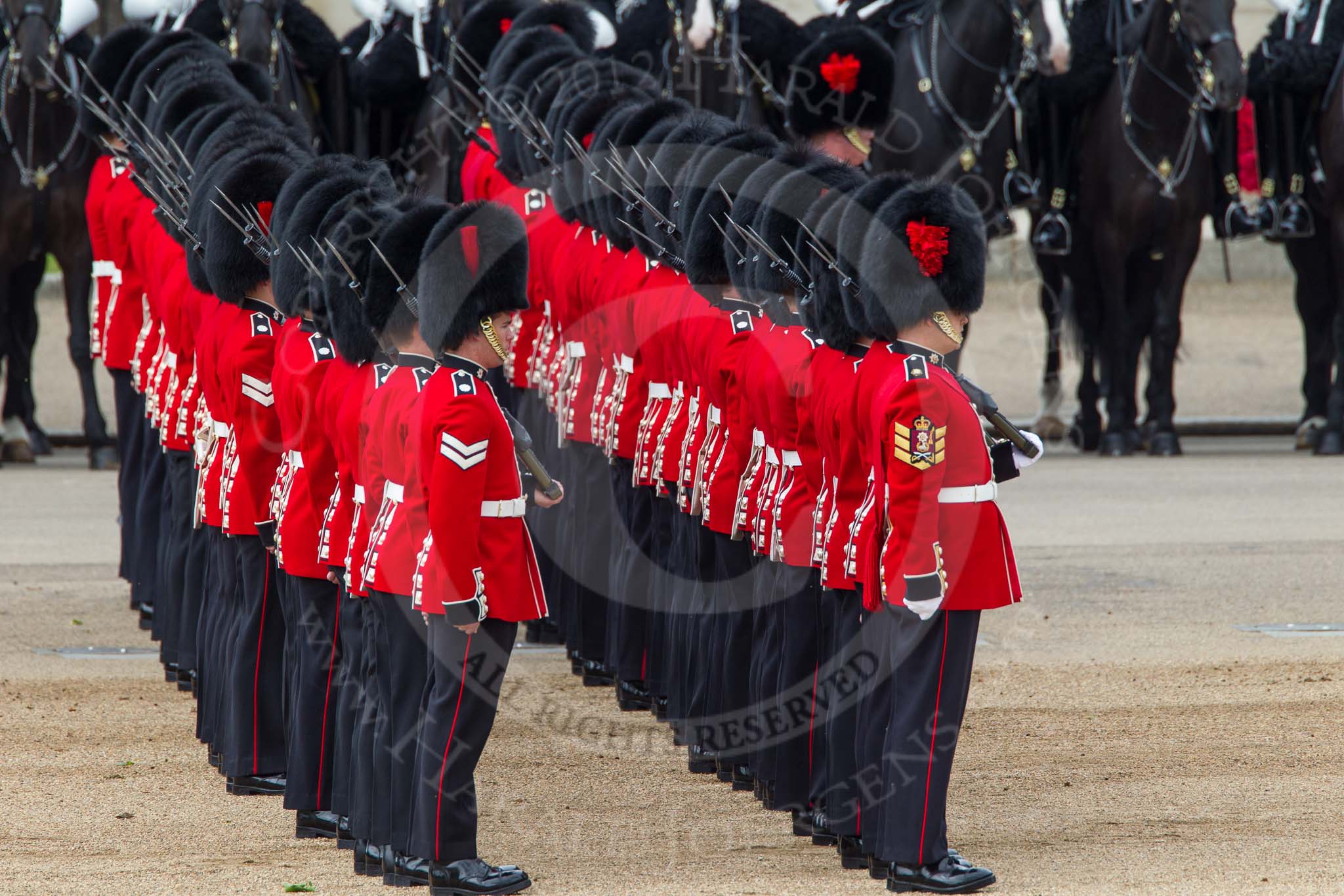 The Colonel's Review 2012: Preparing for the March Past by the Foot Guards..
Horse Guards Parade, Westminster,
London SW1,

United Kingdom,
on 09 June 2012 at 11:28, image #299