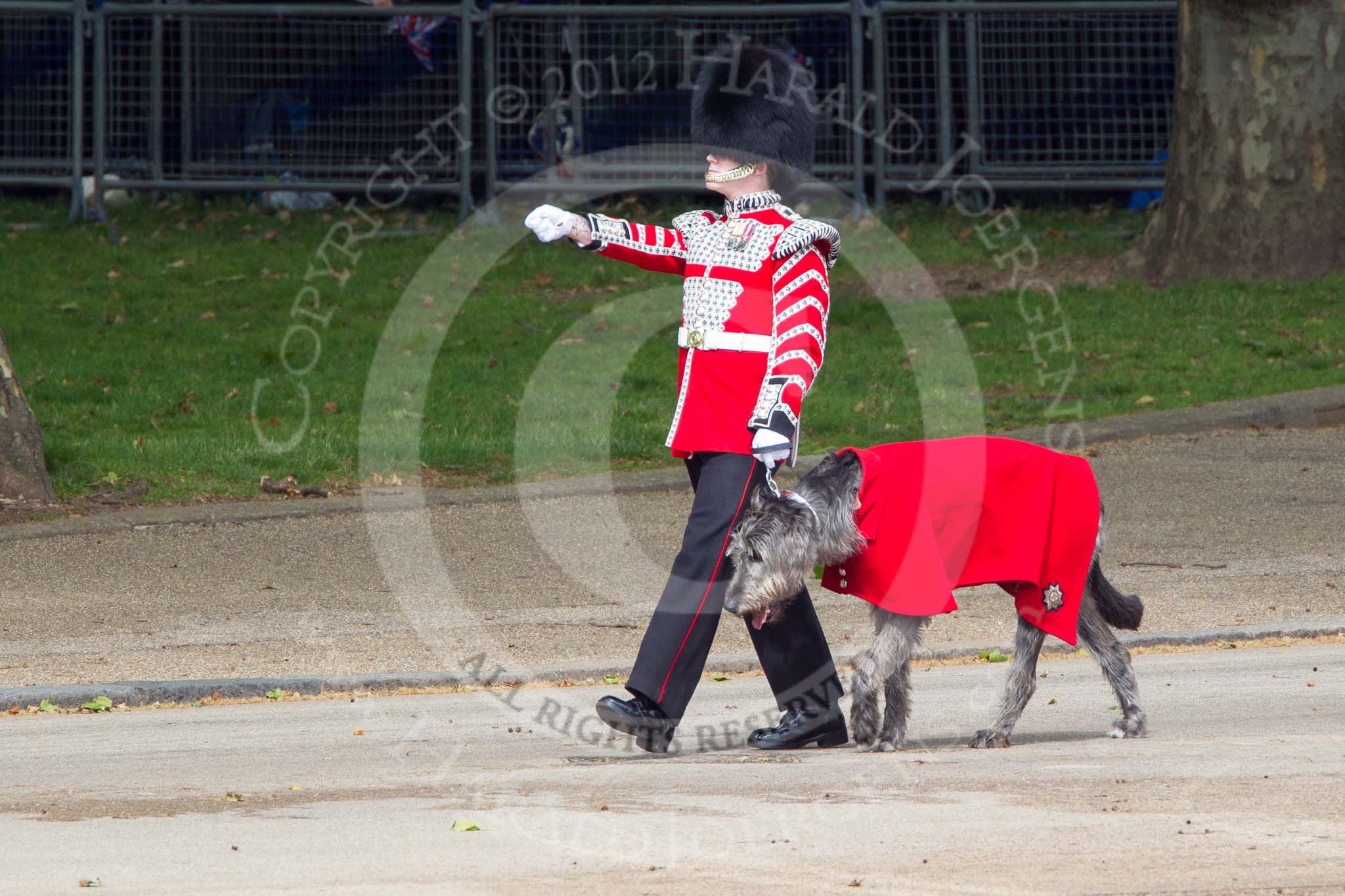 Trooping the Colour 2012: Conmael, the Irish Wolfhound mascot dog of the Irish Guards, with his handler..
Horse Guards Parade, Westminster,
London SW1,

United Kingdom,
on 16 June 2012 at 10:23, image #46