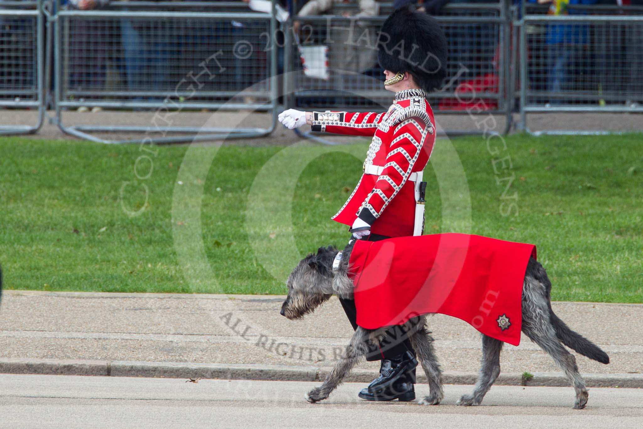 Trooping the Colour 2012: Another close look at Conmael, the Irish Wolfhound mascot dog of the Band of the Irish Guards, with his handler..
Horse Guards Parade, Westminster,
London SW1,

United Kingdom,
on 16 June 2012 at 10:25, image #47