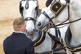 Major General's Review 2013: The two Windsor Grey horses pulling the  carriage that will carry HM The Queen..
Horse Guards Parade, Westminster,
London SW1,

United Kingdom,
on 01 June 2013 at 12:06, image #709