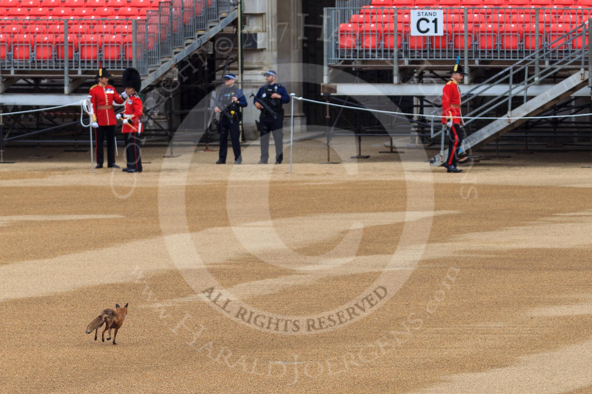 An urban fox running across Horse Guards Parade before Trooping the Colour 2018, The Queen's Birthday Parade at Horse Guards Parade, Westminster, London, 9 June 2018, 09:01.